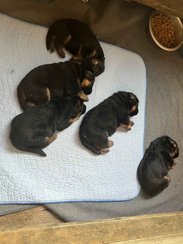 German Shepherd Dog Puppies media 7