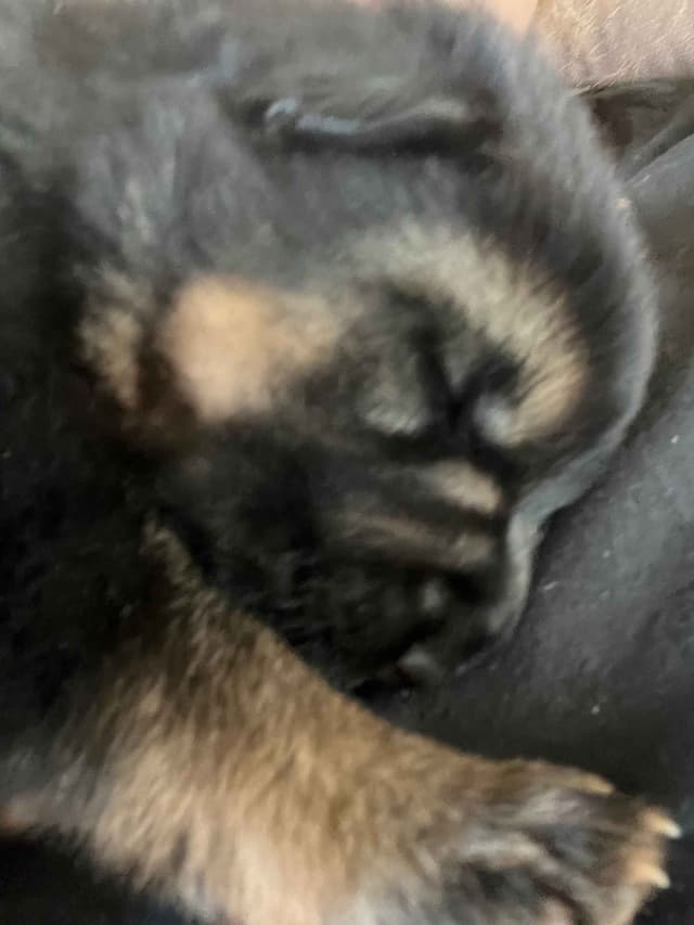 German Shepherd Dog Puppies media 8