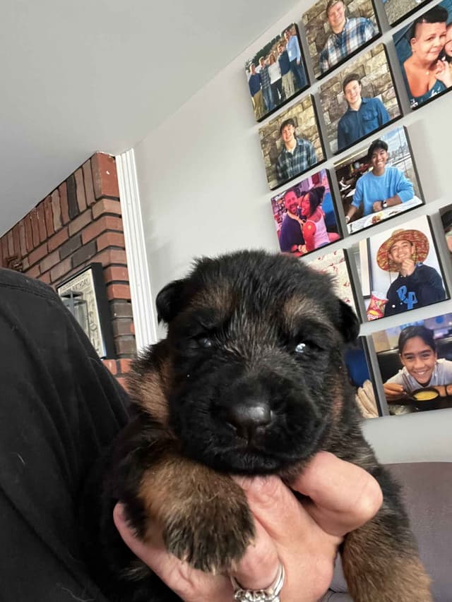 German Shepherd Dog Puppies media 9