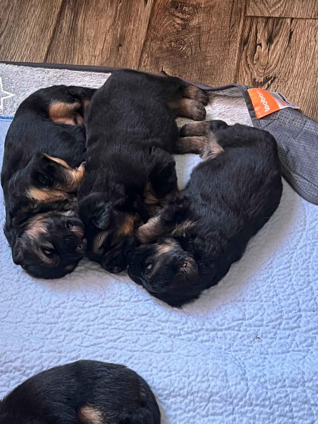 German Shepherd Dog Puppies media 10