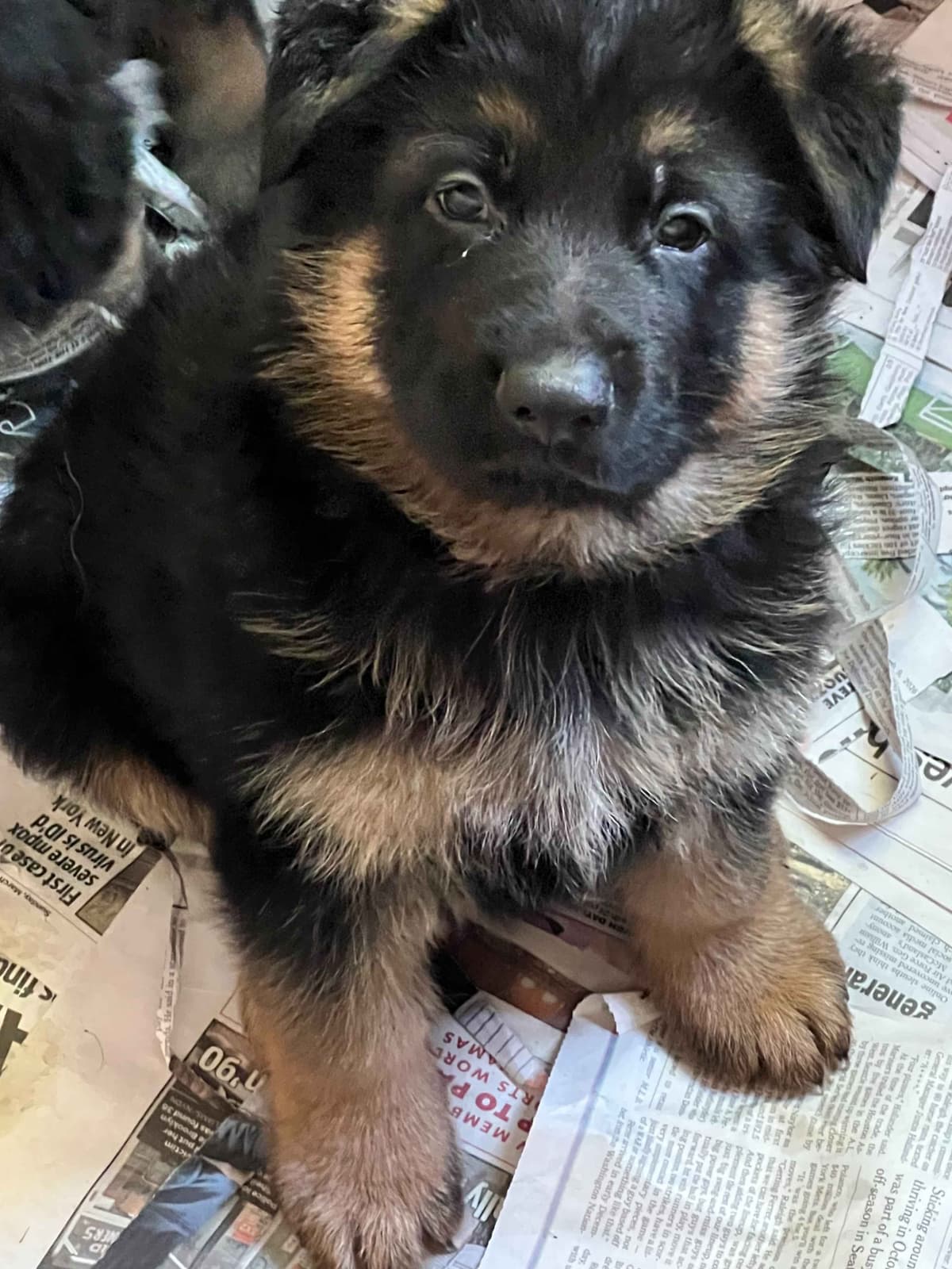 German Shepherd Dog Puppies breeder image 11