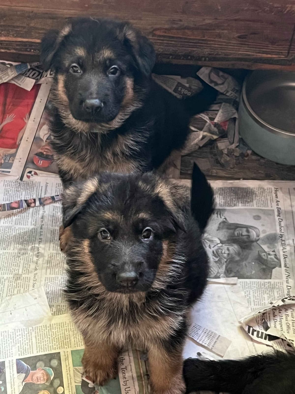 German Shepherd Dog Puppies breeder image 12