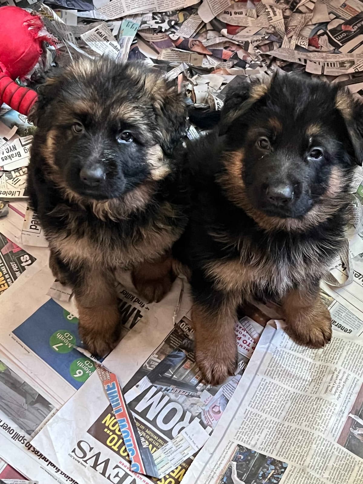 German Shepherd Dog Puppies breeder image 13