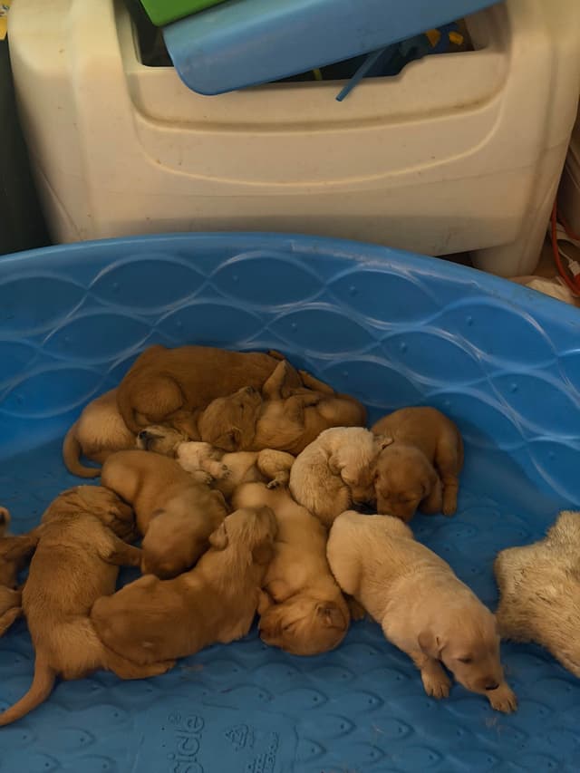 Golden Retriever Puppies media 2