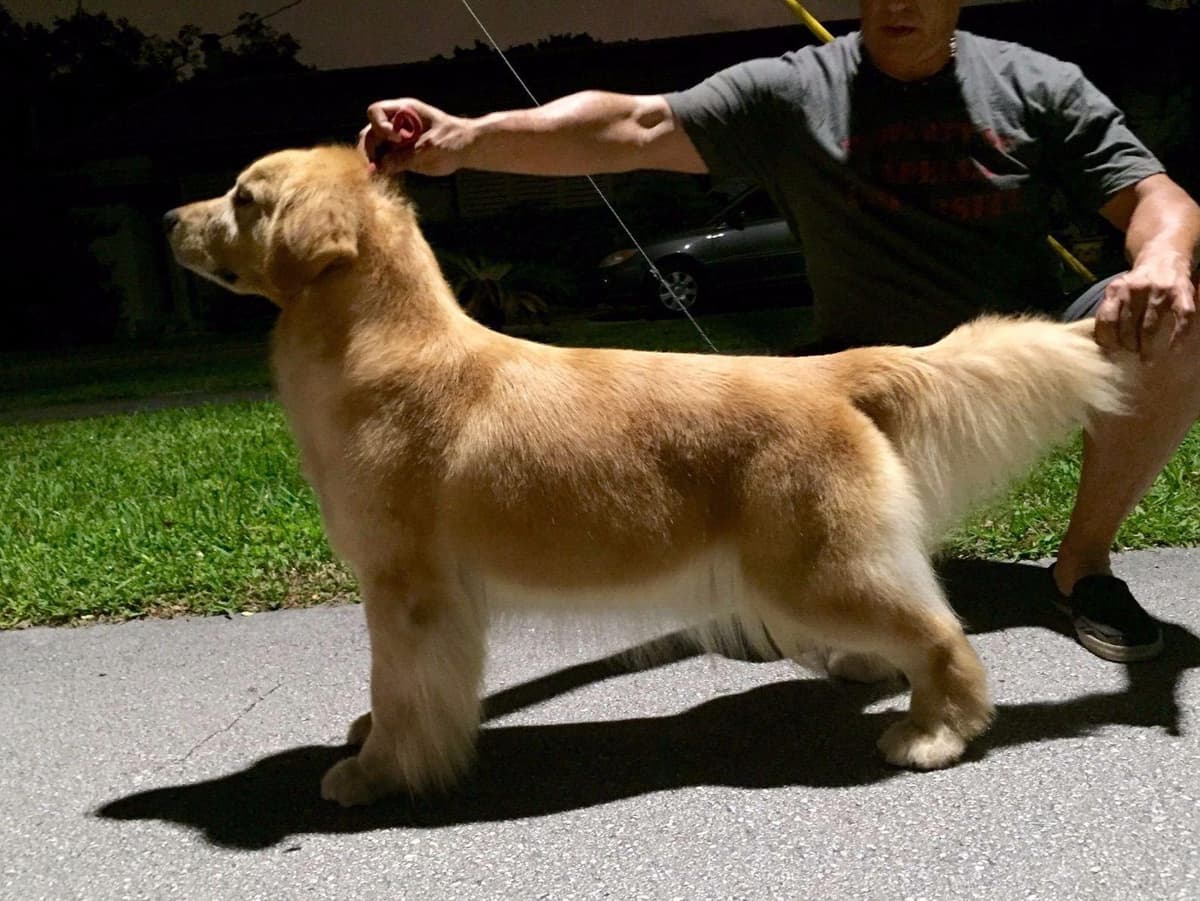 HIGH QUALITY GOLDEN RETRIEVER PUPPYS breeder image 8