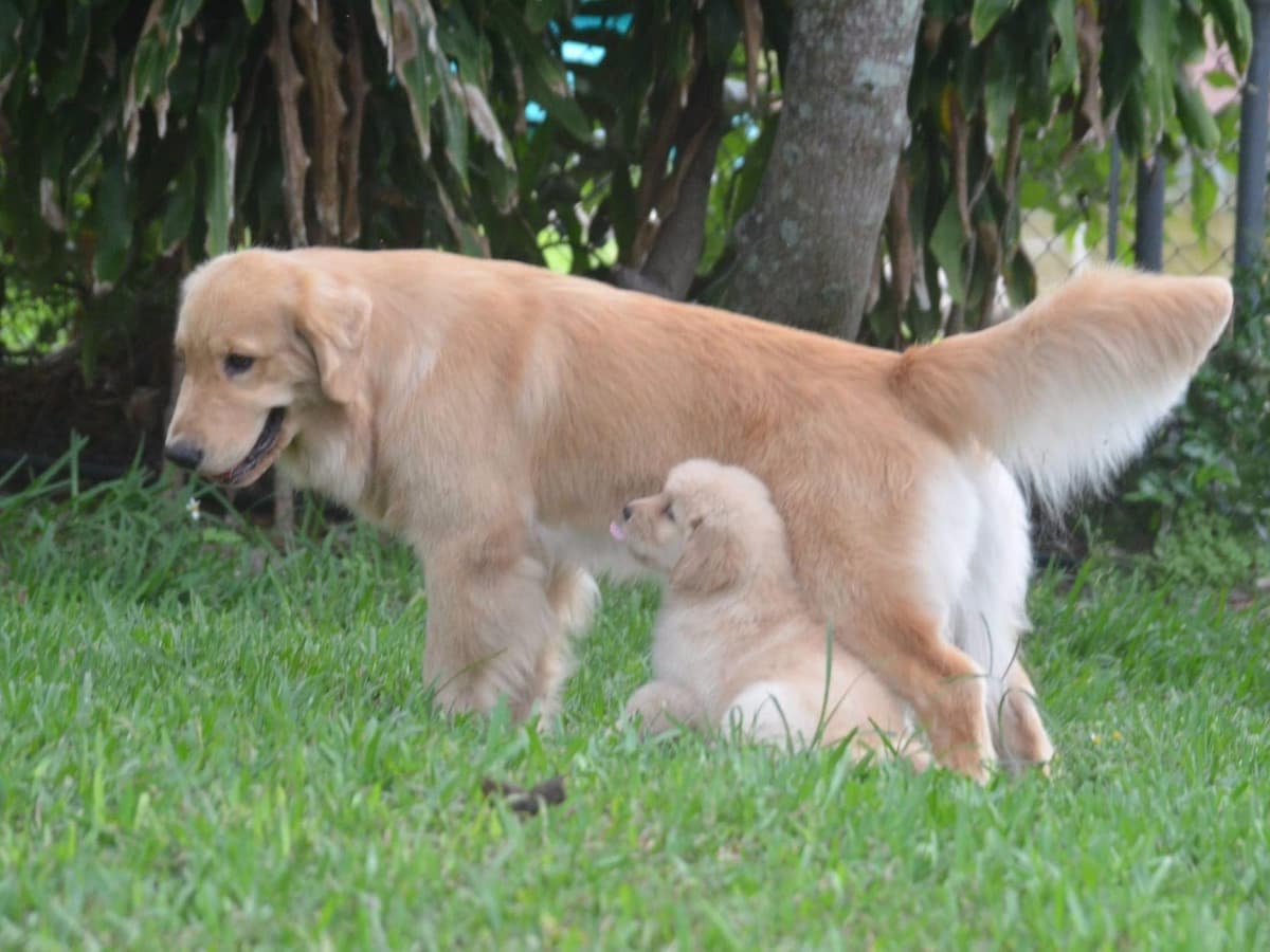 HIGH QUALITY GOLDEN RETRIEVER PUPPYS breeder image 9