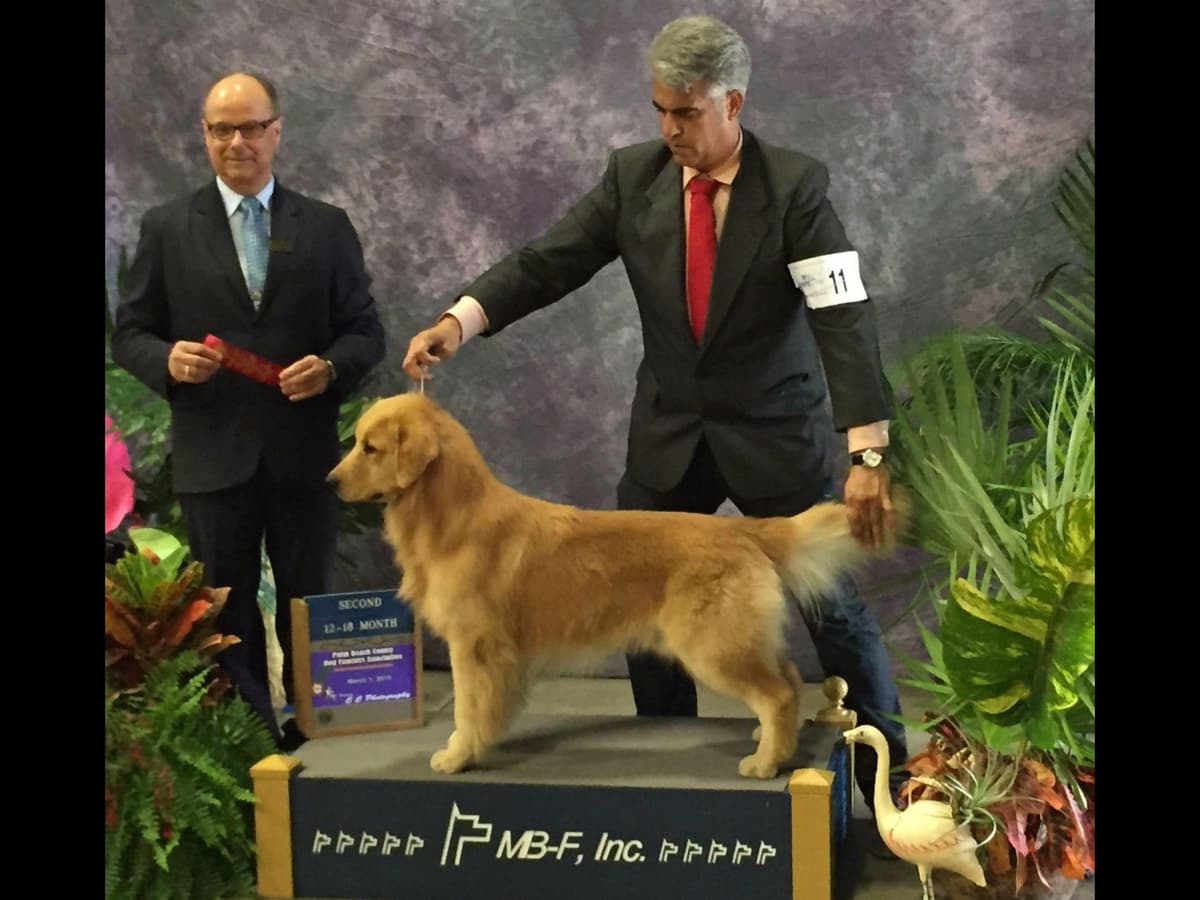 HIGH QUALITY GOLDEN RETRIEVER PUPPYS breeder image 10