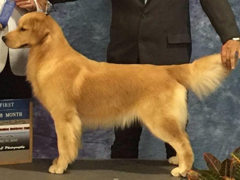 HIGH QUALITY GOLDEN RETRIEVER PUPPYS breeder image 12