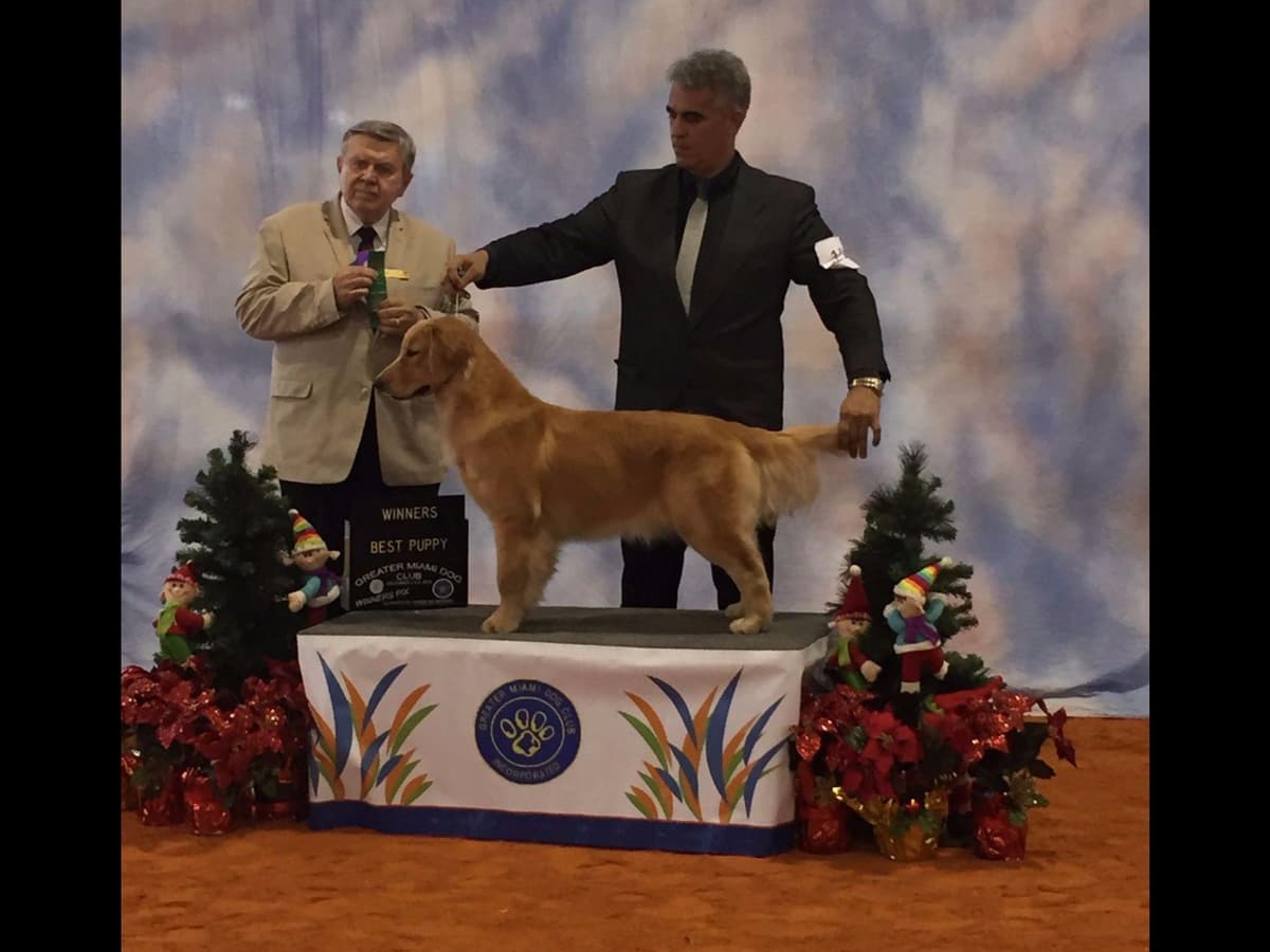 HIGH QUALITY GOLDEN RETRIEVER PUPPYS breeder image 13