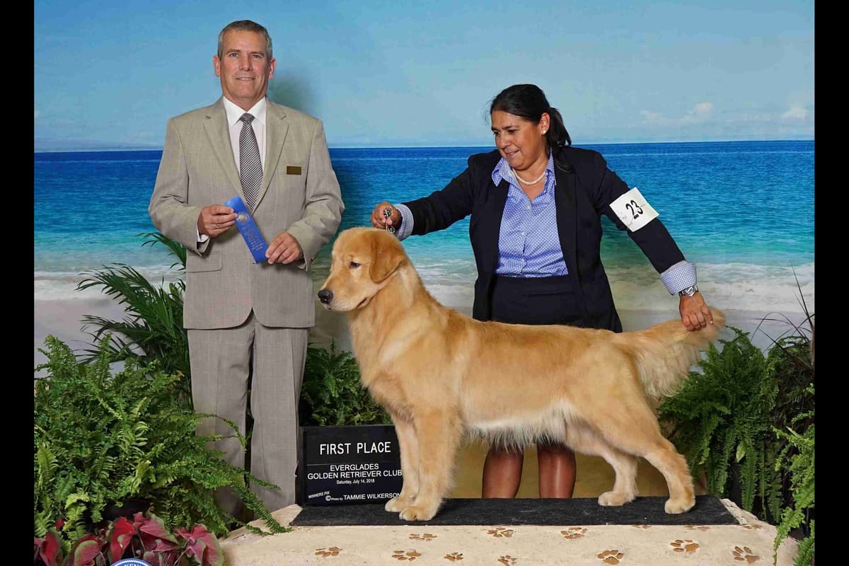 HIGH QUALITY GOLDEN RETRIEVER PUPPYS breeder image 14