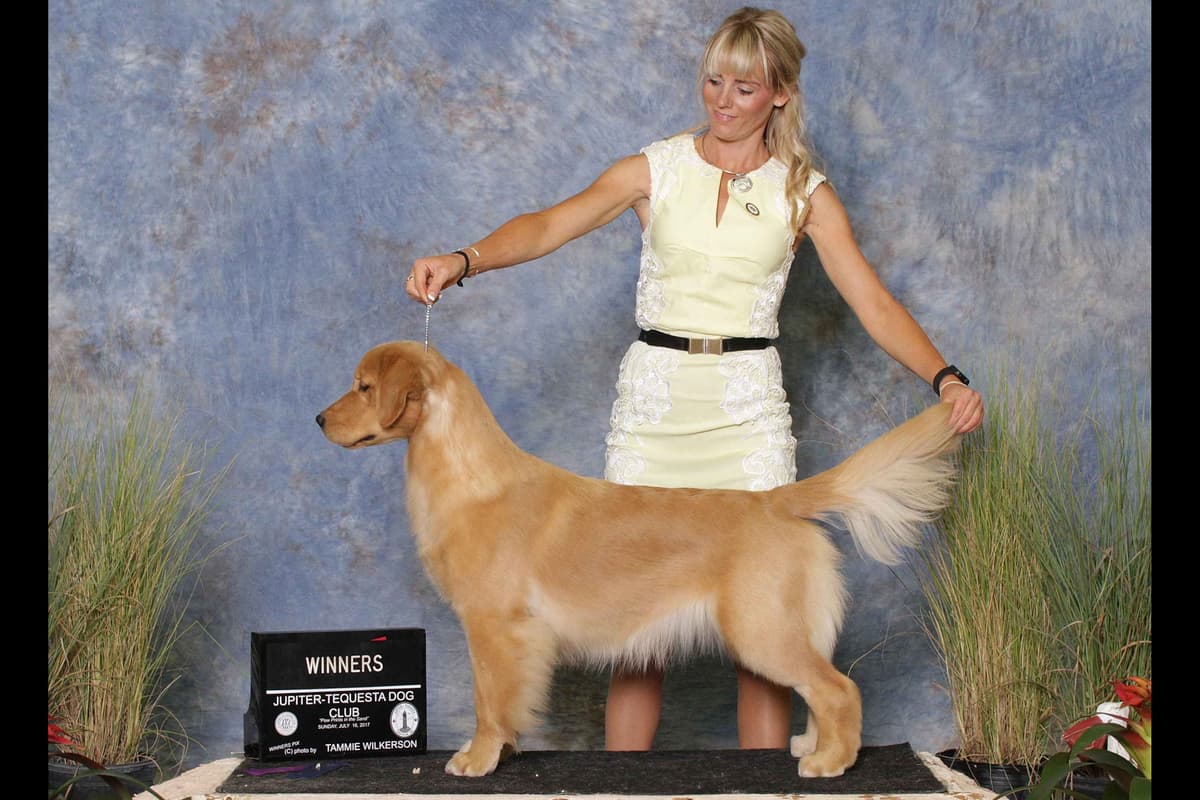 HIGH QUALITY GOLDEN RETRIEVER PUPPYS breeder image 16