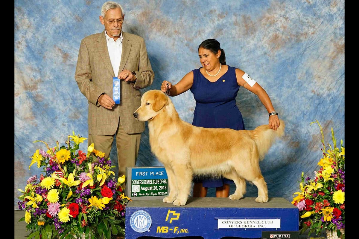 HIGH QUALITY GOLDEN RETRIEVER PUPPYS breeder image 17