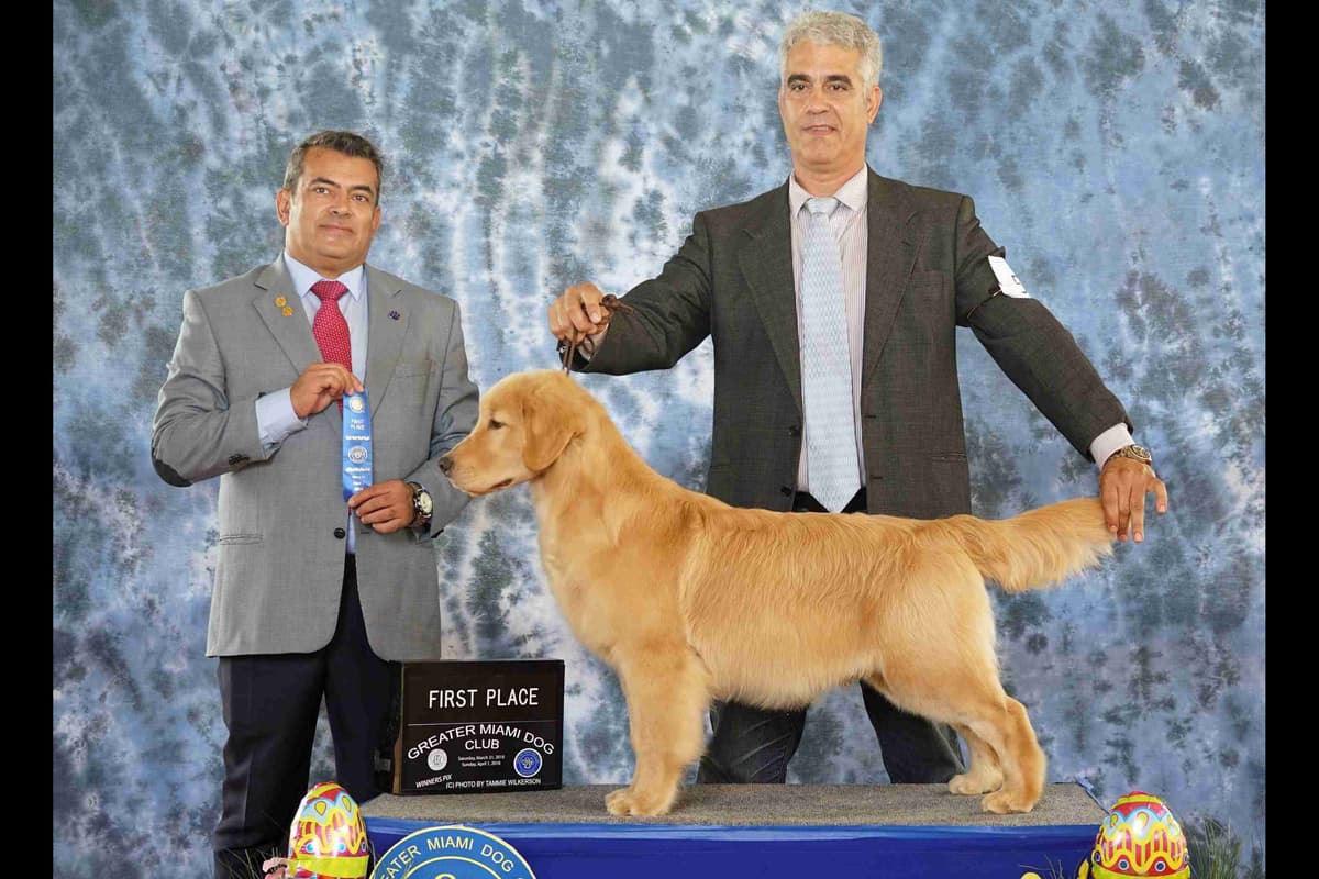 HIGH QUALITY GOLDEN RETRIEVER PUPPYS breeder image 19