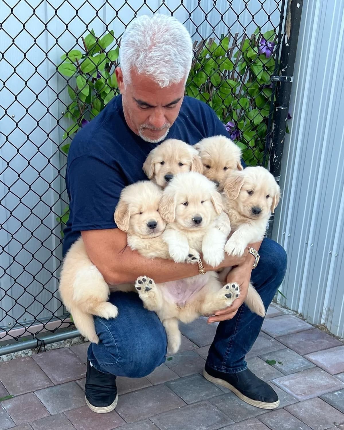 HIGH QUALITY GOLDEN RETRIEVER PUPPYS breeder image 20