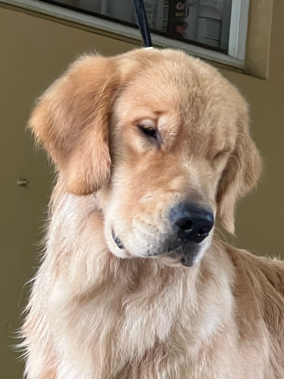 HIGH QUALITY GOLDEN RETRIEVER PUPPYS breeder image 25