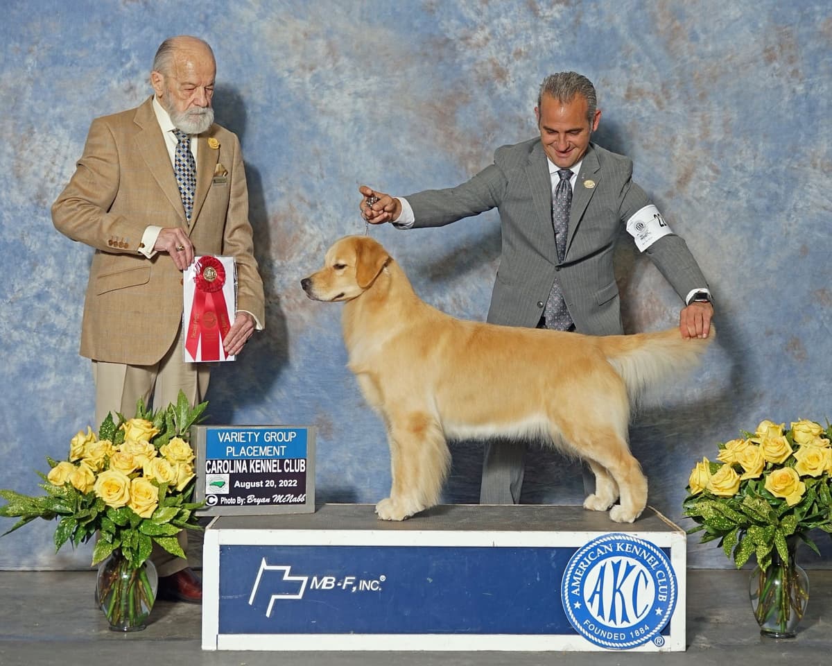 HIGH QUALITY GOLDEN RETRIEVER PUPPYS breeder image 27
