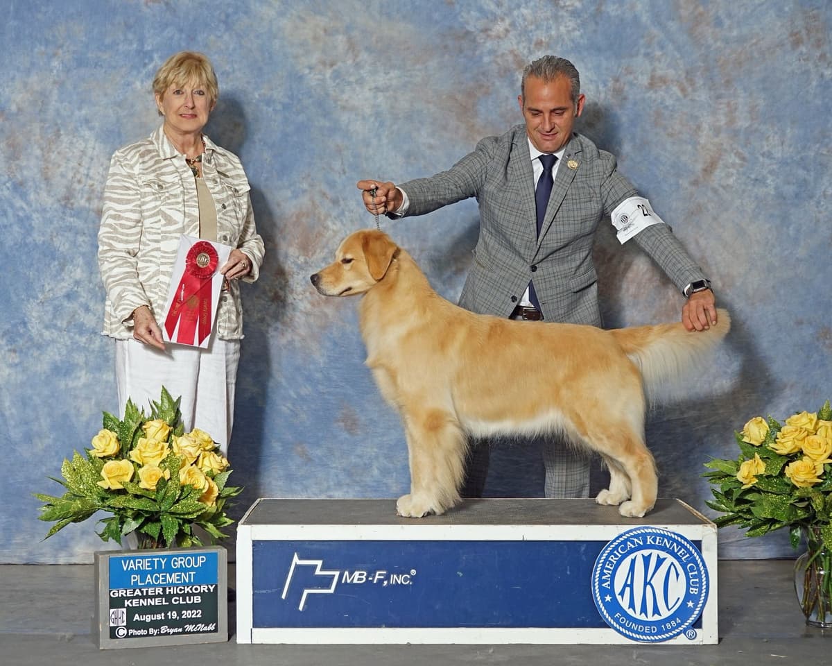 HIGH QUALITY GOLDEN RETRIEVER PUPPYS breeder image 26