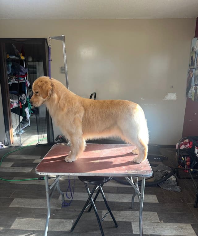 HIGH QUALITY GOLDEN RETRIEVER PUPPYS media 2