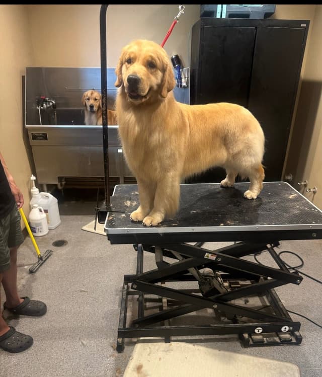 HIGH QUALITY GOLDEN RETRIEVER PUPPYS media 3