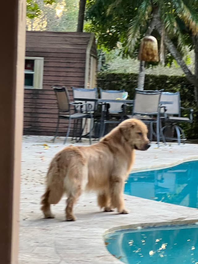 HIGH QUALITY GOLDEN RETRIEVER PUPPYS media 5