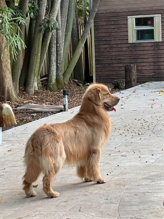 HIGH QUALITY GOLDEN RETRIEVER PUPPYS media 6