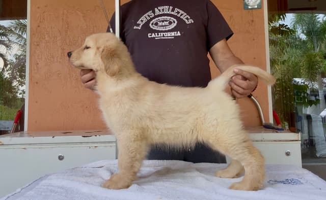 HIGH QUALITY GOLDEN RETRIEVER PUPPYS media 8
