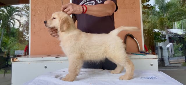 HIGH QUALITY GOLDEN RETRIEVER PUPPYS media 9