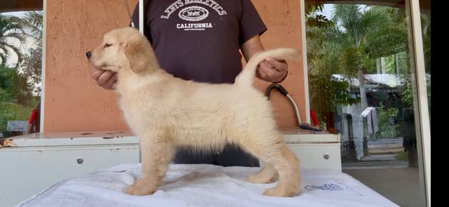 HIGH QUALITY GOLDEN RETRIEVER PUPPYS media 10