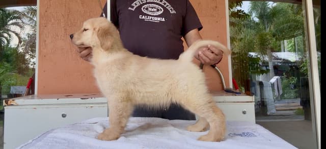 HIGH QUALITY GOLDEN RETRIEVER PUPPYS media 11