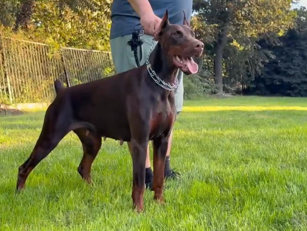 100% European Doberman Puppies!! breeder image 3