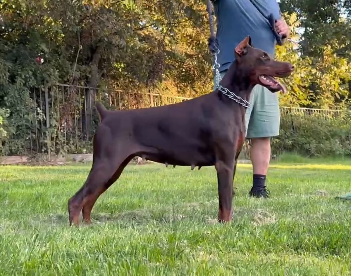 100% European Doberman Puppies!! breeder image 5