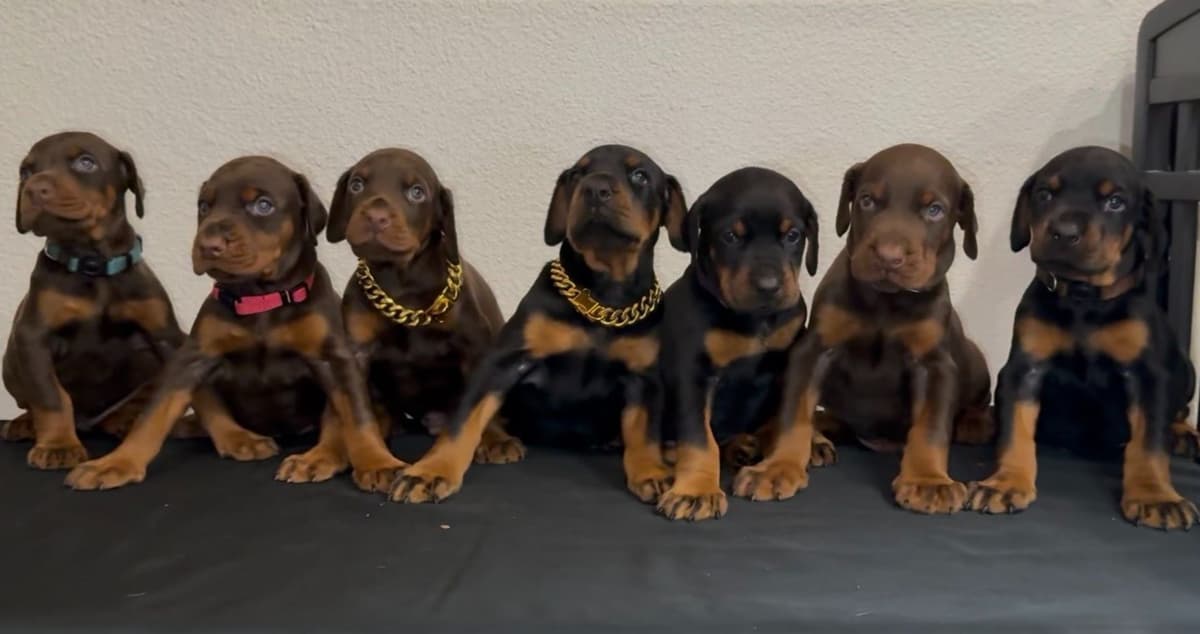 100% European Doberman Puppies!! breeder image 9