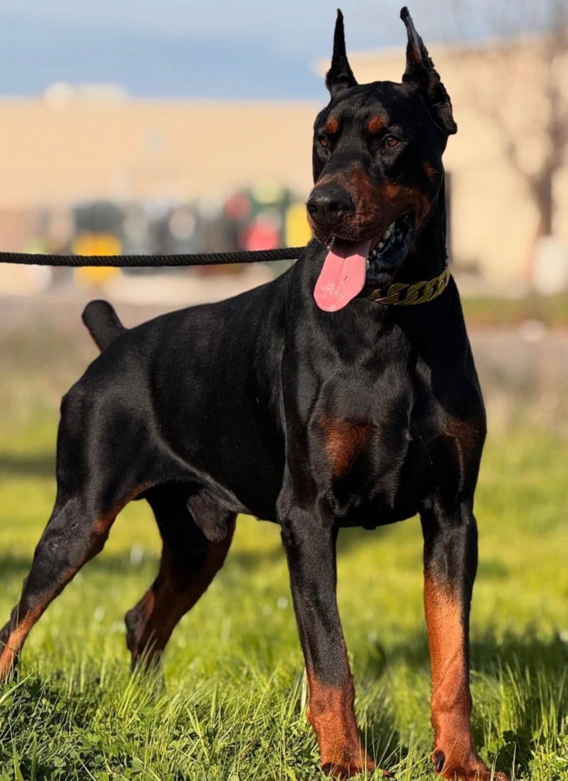 100% European Doberman Puppies!! breeder image 4