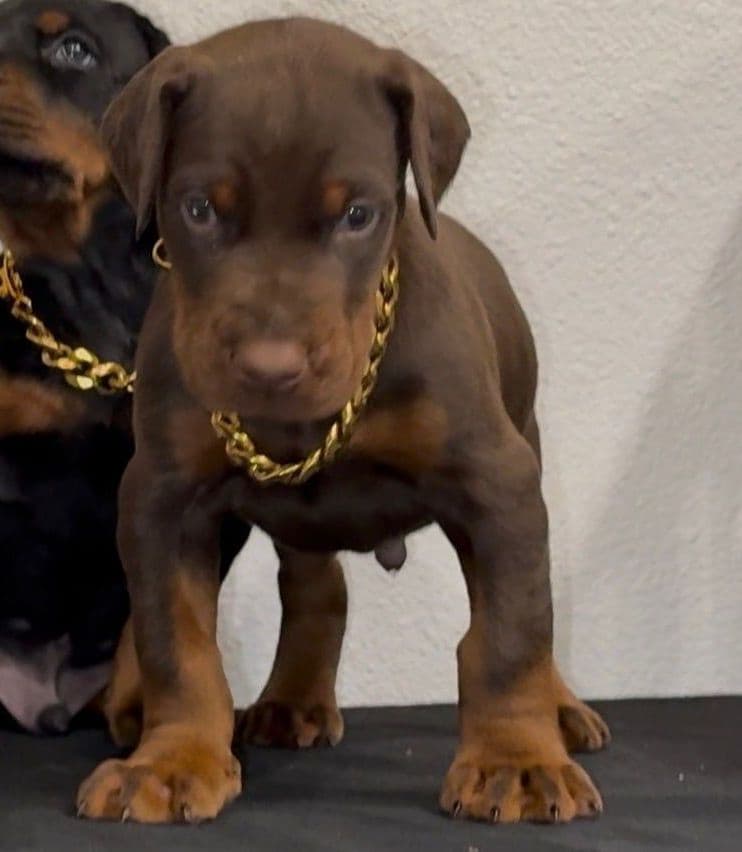 100% European Doberman Puppies!! breeder image 13