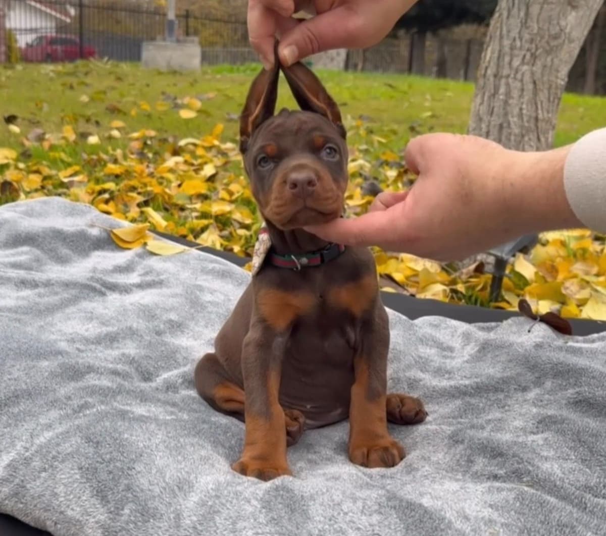 100% European Doberman Puppies!! breeder image 11