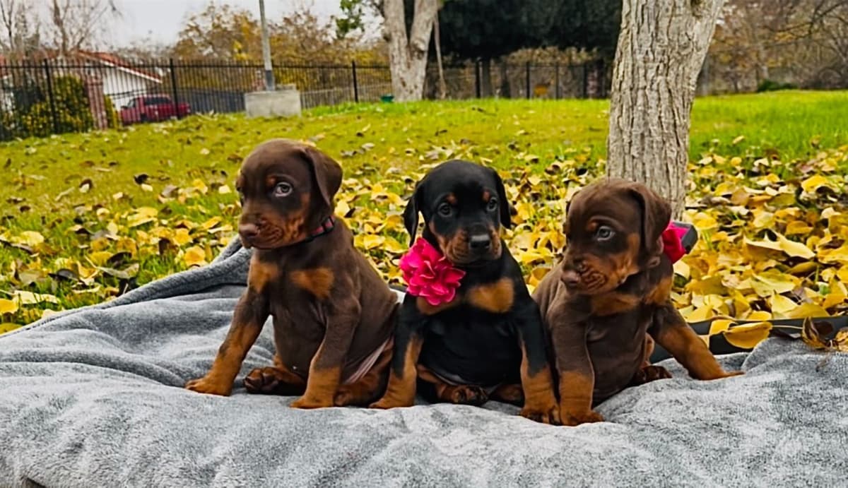 100% European Doberman Puppies!! breeder image 10