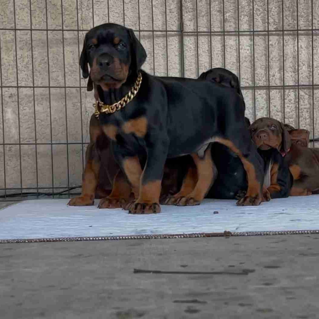 100% European Doberman Puppies!! breeder image 14