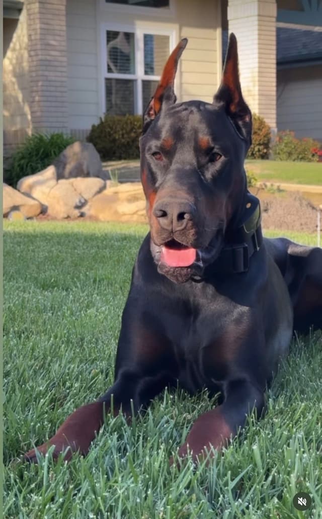 100% European Doberman Puppies!! media 3