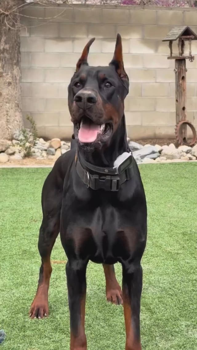 100% European Doberman Puppies!! media 4