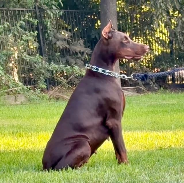 100% European Doberman Puppies!! media 6