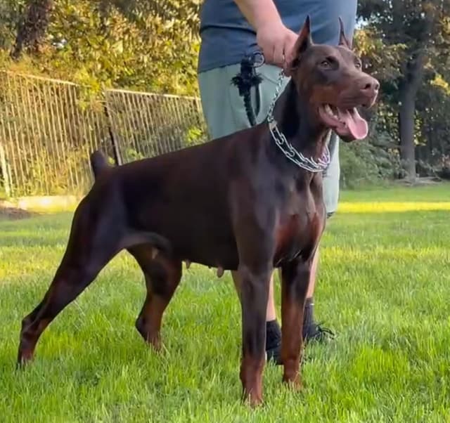 100% European Doberman Puppies!! media 5