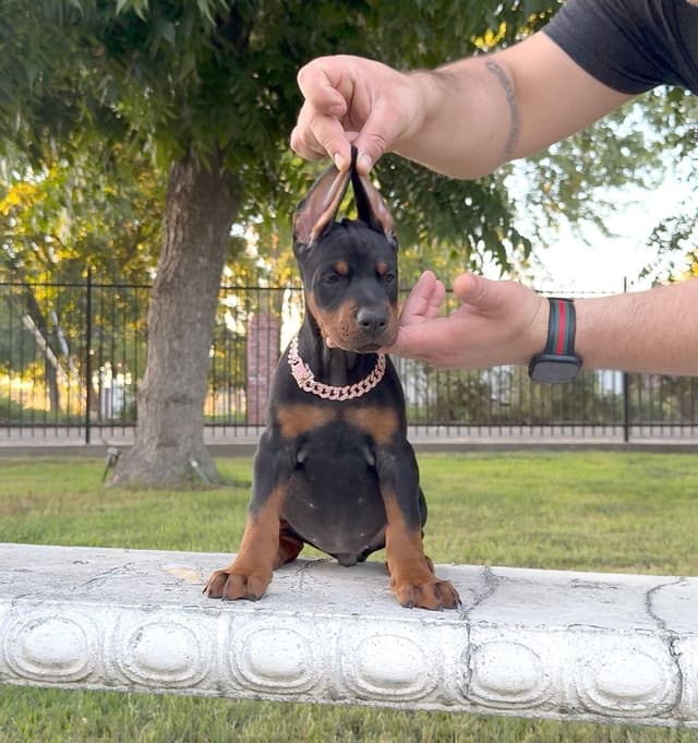 100% European Doberman Puppies!! media 10