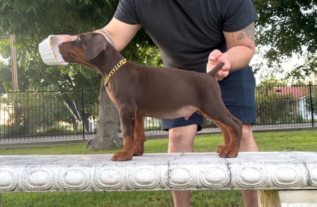 100% European Doberman Puppies!! media 11