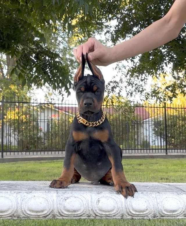 100% European Doberman Puppies!! media 7