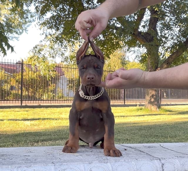 100% European Doberman Puppies!! media 8