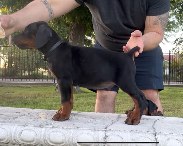 100% European Doberman Puppies!! media 12