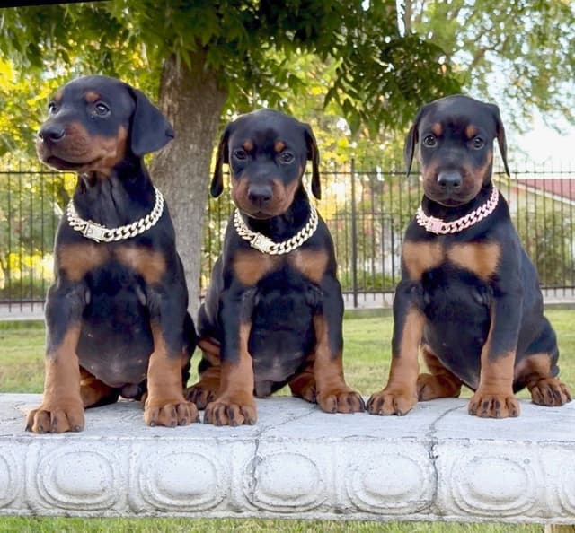 100% European Doberman Puppies!! media 14