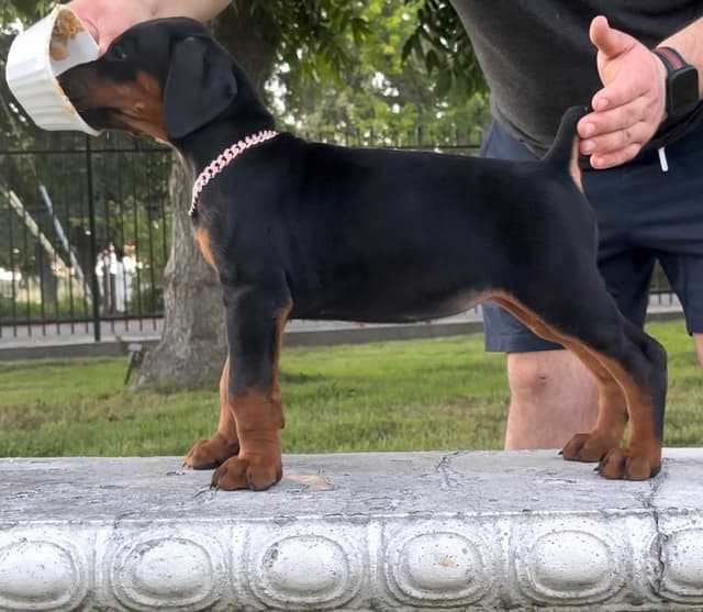 100% European Doberman Puppies!! media 18