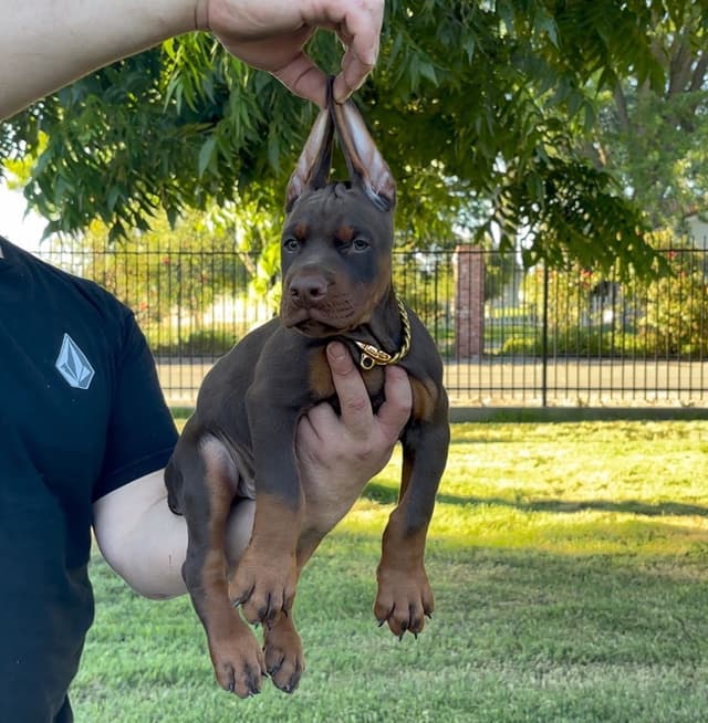 100% European Doberman Puppies!! media 15
