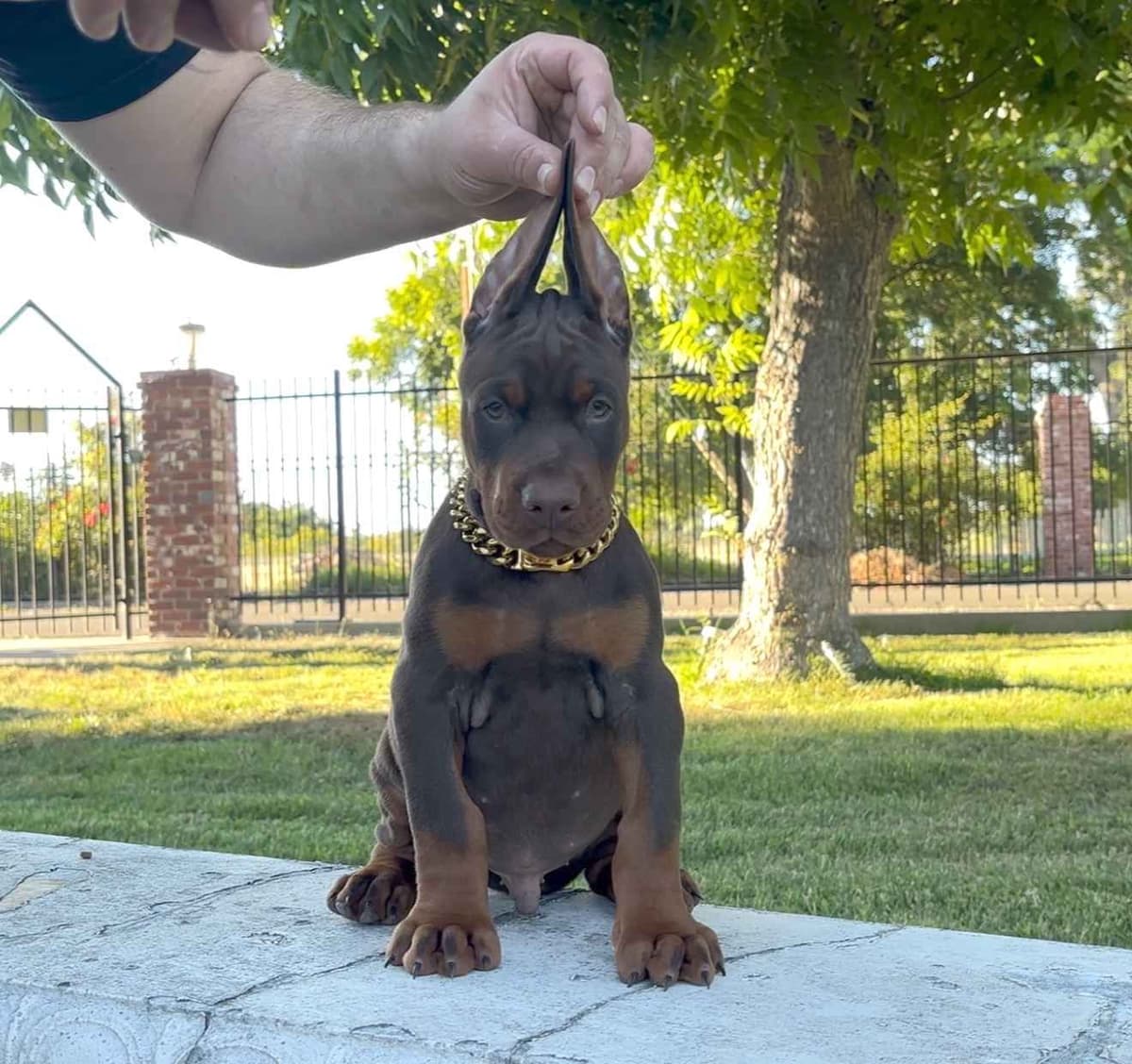 100% European Doberman Puppies!! breeder image 6
